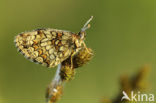 Bosparelmoervlinder (Melitaea athalia) 