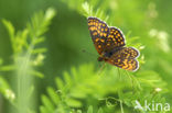 Bosparelmoervlinder (Melitaea athalia) 