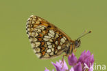 Bosparelmoervlinder (Melitaea athalia) 