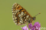 Bosparelmoervlinder (Melitaea athalia) 