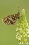 Bosparelmoervlinder (Melitaea athalia) 