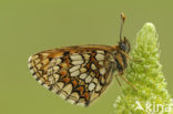 Bosparelmoervlinder (Melitaea athalia) 