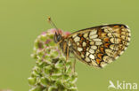 Heath Fritillary (Melitaea athalia)