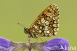 Bosparelmoervlinder (Melitaea athalia) 