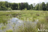 Boswachterij Leende