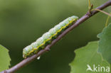 Brandvlerkvlinder (Pheosia tremula)