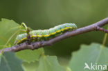 Brandvlerkvlinder (Pheosia tremula)