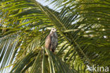 Broad-winged hawk (Buteo platypterus)