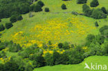 Broom (Cytisus scoparius)