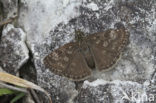 Bruin dikkopje (Erynnis tages) 