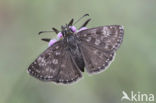 Dingy Skipper (Erynnis tages)