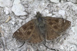 Dingy Skipper (Erynnis tages)