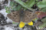 Dingy Skipper (Erynnis tages)