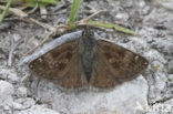 Dingy Skipper (Erynnis tages)