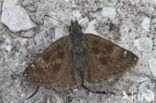 Dingy Skipper (Erynnis tages)