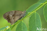 Meadow Brown (Maniola jurtina)