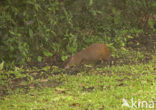 Bruine agouti (Dasyprocta variegata)