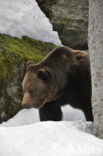 Bruine beer (Ursus arctos)