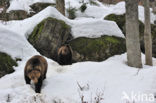 Brown Bear (Ursus arctos)