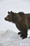 Bruine beer (Ursus arctos)