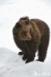 Bruine beer (Ursus arctos)