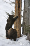 Brown Bear (Ursus arctos)