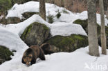 Bruine beer (Ursus arctos)