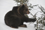 Bruine beer (Ursus arctos)