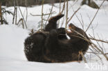 Bruine beer (Ursus arctos)