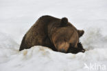 Brown Bear (Ursus arctos)