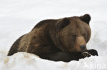 Brown Bear (Ursus arctos)