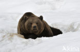 Brown Bear (Ursus arctos)