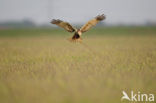 Bruine Kiekendief (Circus aeruginosus)