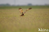 Marsh Harrier (Circus aeruginosus)