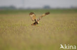 Bruine Kiekendief (Circus aeruginosus)