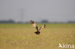 Marsh Harrier (Circus aeruginosus)