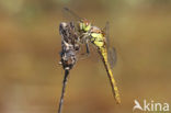 Bruinrode heidelibel (Sympetrum striolatum)