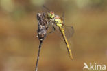 Common Darter (Sympetrum striolatum)