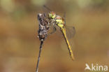 Bruinrode heidelibel (Sympetrum striolatum)