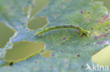 Brummelspanner (Mesoleuca albicillata)