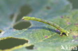 Brummelspanner (Mesoleuca albicillata)