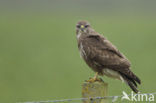 Common Buzzard (Buteo buteo)