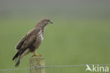 Common Buzzard (Buteo buteo)