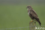 Common Buzzard (Buteo buteo)