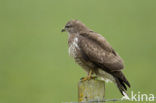 Buizerd (Buteo buteo)