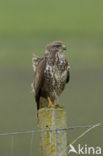 Common Buzzard (Buteo buteo)