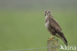 Common Buzzard (Buteo buteo)