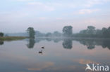 Canada Goose (Branta canadensis)