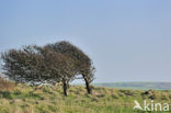 Cap Gris-Nez