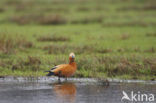 Ruddy Shelduck (Tadorna ferruginea)